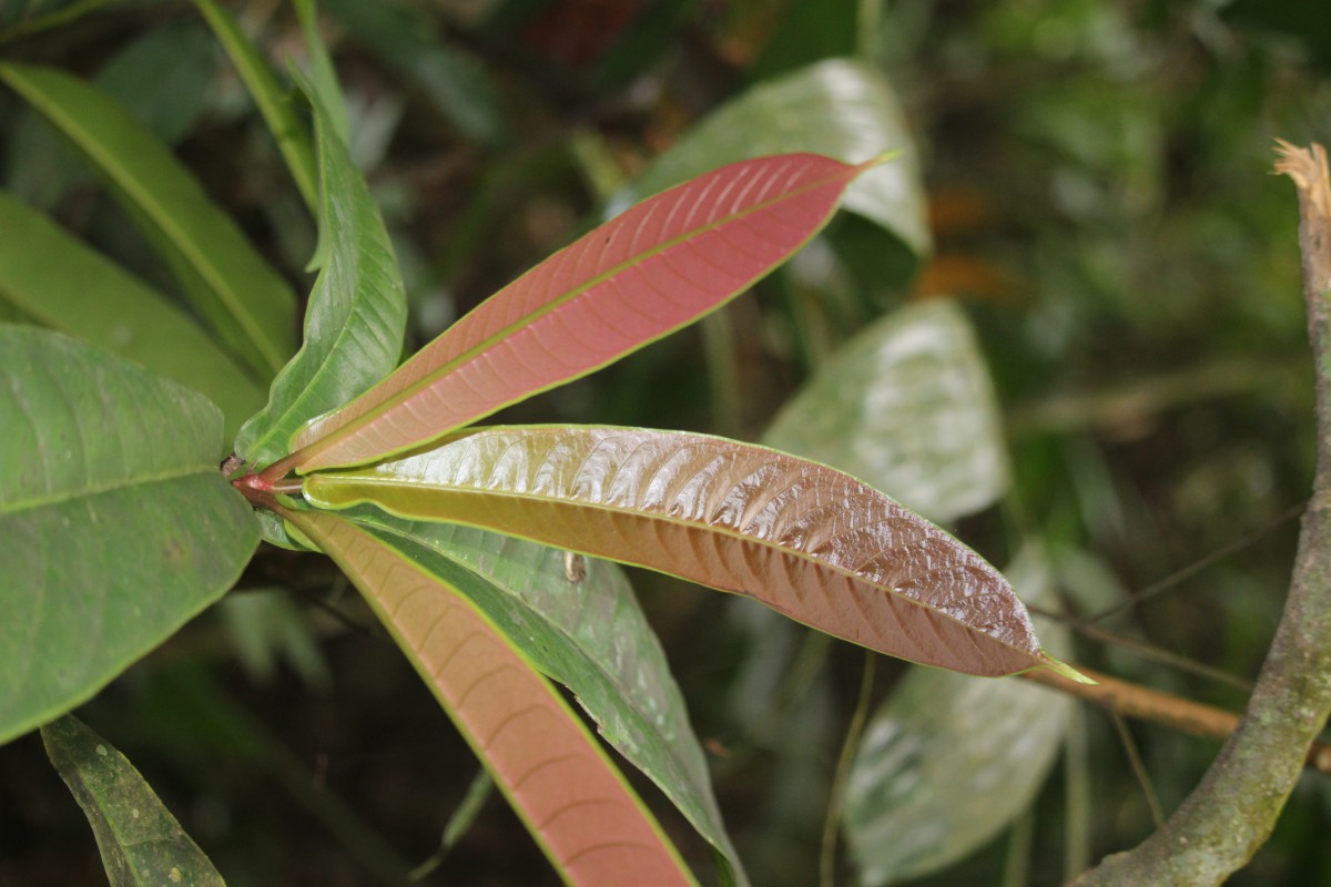 Semecarpus marginatus Thwaites